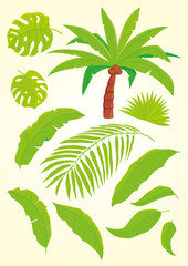 Palm and palm leaves