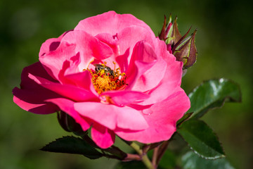 Pink rose with a bee