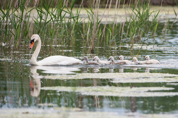 Cigno con piccoli 5