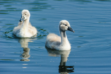 Piccoli di cigno 3