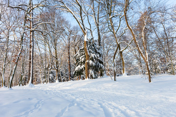 Parklandschaft im Winter