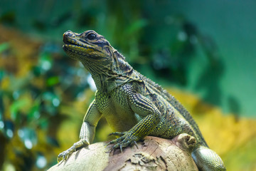 Portrait of a big and colorful lizard
