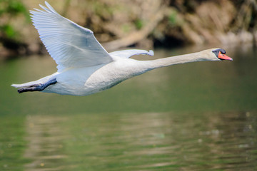 Cigno in volo 14