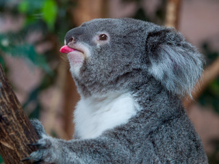 Lustiger Koalabär, der seine Zunge zeigt