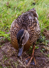 brown duck