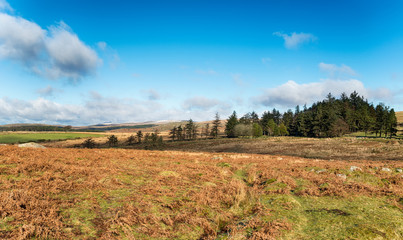 Fototapeta na wymiar Dartmoor National Park