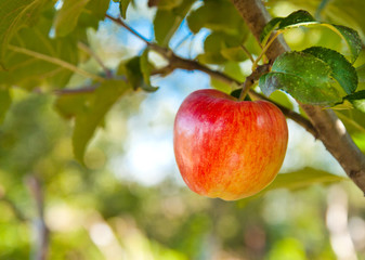 Red apples on apple tree branch