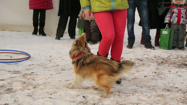 Trained dog on holiday in Russia