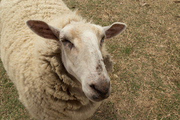 Lone sheep close up