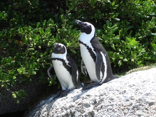 Obraz premium Pinguine