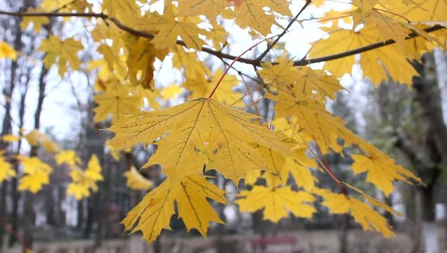 Yellow autumn tree leaves