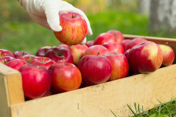 Man hand put red apple in box in garden