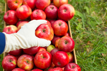 Man hand put red apple in box in garden