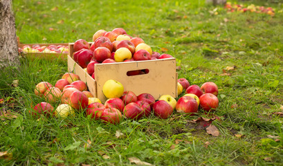 photo of freshly picked red apples in a wooden crate on grass in