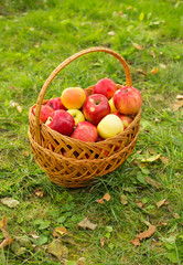 Healthy Organic Apples in the Basket on green grass in sunshine