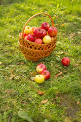 Healthy Organic Apples in the Basket on green grass in sunshine