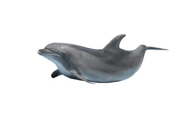 Fototapeta premium dolphin