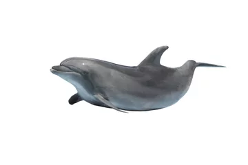 Keuken foto achterwand Dolfijn dolphin