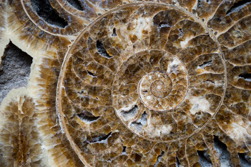 Plant Leaf fossil embedded in stone, real ancient petrified shel