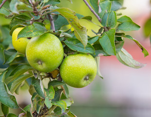 green, yellow apples on apple tree branch
