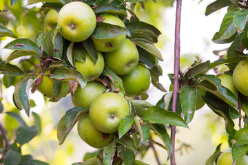 green, yellow apples on apple tree branch