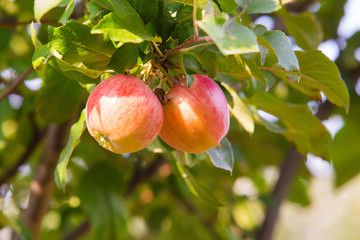 Red apples on apple tree branch