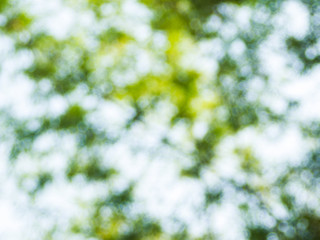 Background from natural light bokeh.