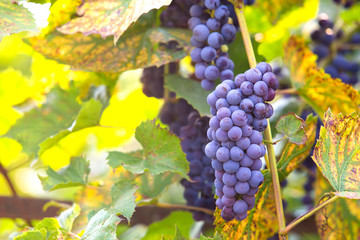 Bunch of grapes on grapevine at sunlight