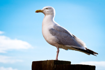 Seagull