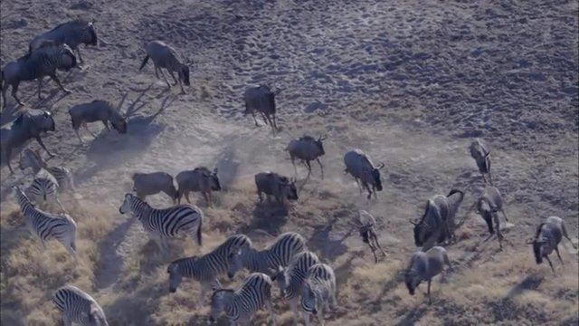 Zebra Wildebeest Herd Grazing Savanna