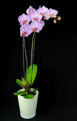Potted blooming Phalaenopsis orchid isolated on black