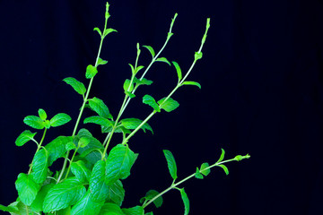 Mint fresh green branches isolated on black background