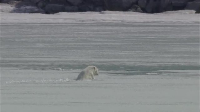 Polar Bear Ice Swim