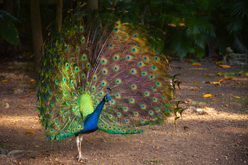 Naklejka premium Wild Peacock in tropical forest with Feathers Out