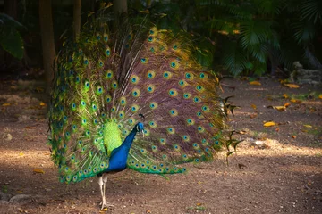 Crédence de cuisine en verre imprimé Paon Paon sauvage dans la forêt tropicale avec Feathers Out