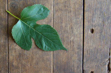 Leaves on wood background