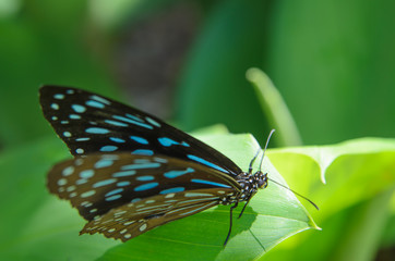 Blue butterfly and green leaves plant