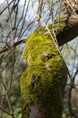 the tree trunk covered with the moss