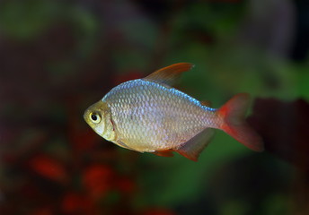 Tetra in an aquarium