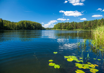 Forest lake