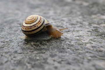 escargot