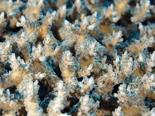 Coral texture
