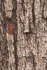 tree bark background texture pattern