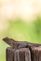 Closeup of Changeable lizard on tree