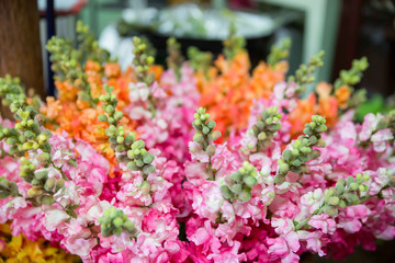 Obraz premium small flowers are blooming