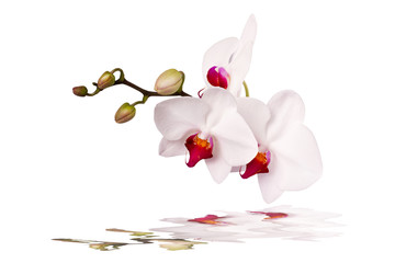 white orchid on a white background with reflection