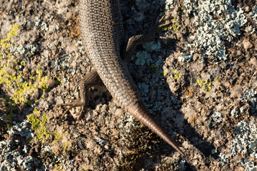 Tree Skink