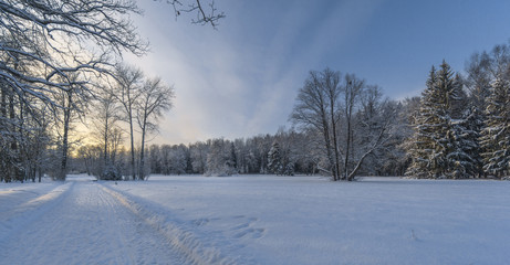 Pathway to winter forest