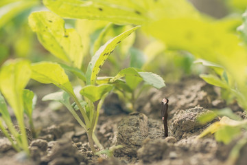 Young businessman stand in the outdoor