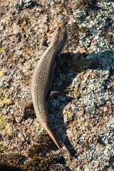 Tree Skink